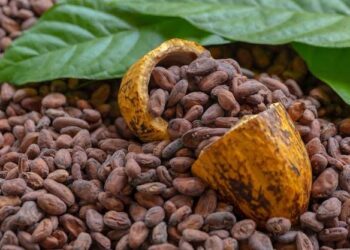 Nigeria’s Cocoa Exports Surge 304% In Q1 2024