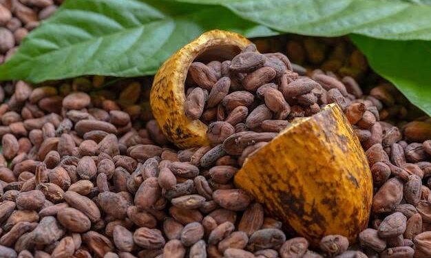 Nigeria’s Cocoa Exports Surge 304% In Q1 2024
