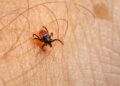 Lyme, The Tick-Borne Disease: Occurrence, Symptoms, and Risk Factors