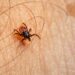 Lyme, The Tick-Borne Disease: Occurrence, Symptoms, and Risk Factors