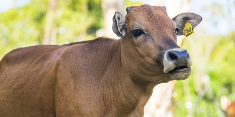 Cattle Rearer Accused of Burning N3.8 million Farm Produce in Ekiti