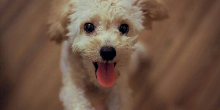 Lily Allen Returned Puppy After Costly Passport Incident