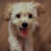 Lily Allen Returned Puppy After Costly Passport Incident