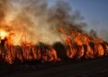 Madeira Wildfire Rages: Arson Suspected as Firefighters Battle Inferno