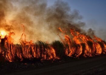 Madeira Wildfire Rages: Arson Suspected as Firefighters Battle Inferno