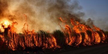 Madeira Wildfire Rages: Arson Suspected as Firefighters Battle Inferno