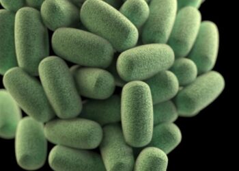 Botulism Spores: Characteristics, Sources, and Risk Factors