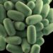 Botulism Spores: Characteristics, Sources, and Risk Factors