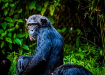 Residents Plunder Research Centre After Animal Kills Infant