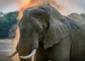 Zimbabwe To Kill 200 Elephants For Food to Citizens