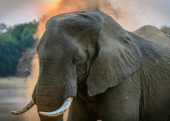Zimbabwe To Kill 200 Elephants For Food to Citizens