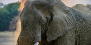 Zimbabwe To Kill 200 Elephants For Food to Citizens