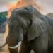Zimbabwe To Kill 200 Elephants For Food to Citizens