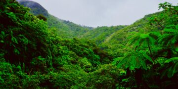 Amazon Rainforest Burns: A Fiery Display of Climate Change, Greed, and Neglect