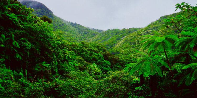 Amazon Rainforest Burns: A Fiery Display of Climate Change, Greed, and Neglect