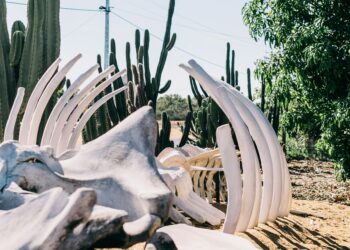 Ice Age Mastodon Fossils Found in Peru’s Andes