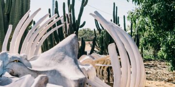 Ice Age Mastodon Fossils Found in Peru’s Andes