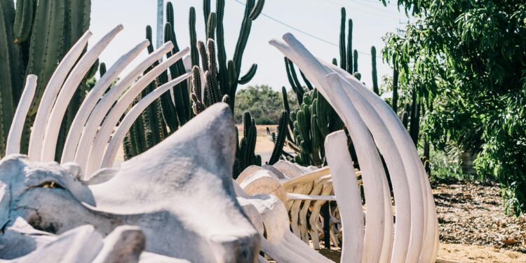 Ice Age Mastodon Fossils Found in Peru’s Andes