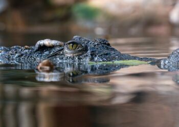 Borno Flood Disaster: Authorities Warn of Crocodiles and Snakes Displaced Into Communities