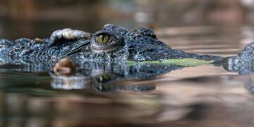 Borno Flood Disaster: Authorities Warn of Crocodiles and Snakes Displaced Into Communities