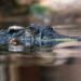 Borno Flood Disaster: Authorities Warn of Crocodiles and Snakes Displaced Into Communities