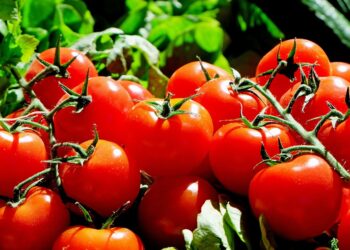 Tomato Farmers Get Massive Profit From Harvest Proceeds