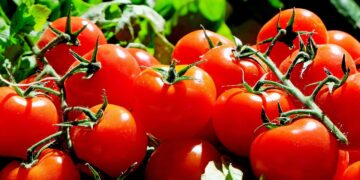 Tomato Farmers Get Massive Profit From Harvest Proceeds