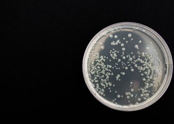 Listeria Contamination: What You Need to Know