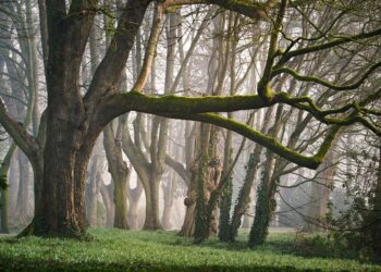 Nigeria’s Forests Pay the Price as Over 17 Million Households Turn to Firewood