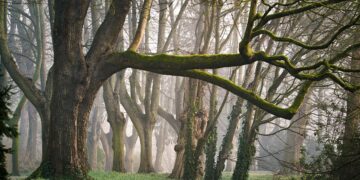 Nigeria’s Forests Pay the Price as Over 17 Million Households Turn to Firewood