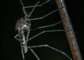 Did You Know Male Mosquitoes Bite Too? Here’s Why