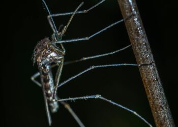 Did You Know Male Mosquitoes Bite Too? Here’s Why