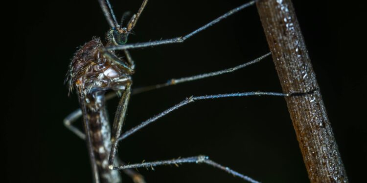 Did You Know Male Mosquitoes Bite Too? Here’s Why