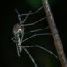 Did You Know Male Mosquitoes Bite Too? Here’s Why