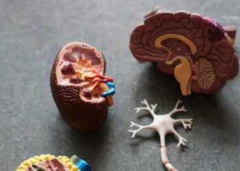 Polycystic Kidney Disease: Types, Symptoms, Complications, and Causes