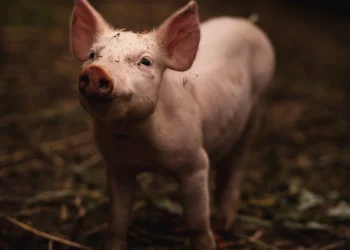 H5N1 Virus Jumps from Birds to Pigs: First U.S. Case Detected