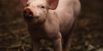 H5N1 Virus Jumps from Birds to Pigs: First U.S. Case Detected