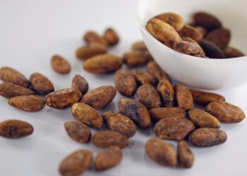 Nigerian Cocoa Production Projected to Rise 10% Amid Global Price Surge