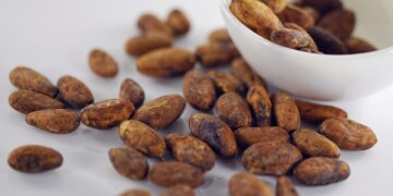 Nigerian Cocoa Production Projected to Rise 10% Amid Global Price Surge