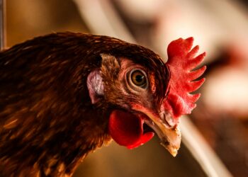 Bird Flu Cases Confirmed at UK Commercial Poultry Farm