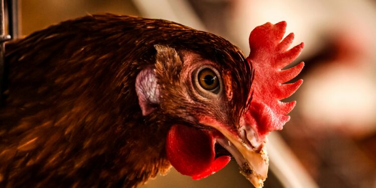Bird Flu Cases Confirmed at UK Commercial Poultry Farm