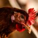 Bird Flu Cases Confirmed at UK Commercial Poultry Farm