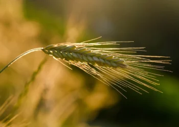 Nigeria Signs Landmark MoU with Brazil to Advance Agricultural Development