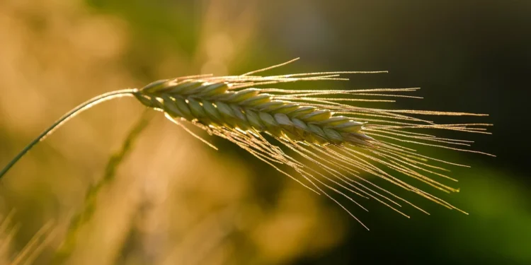 Nigeria Signs Landmark MoU with Brazil to Advance Agricultural Development