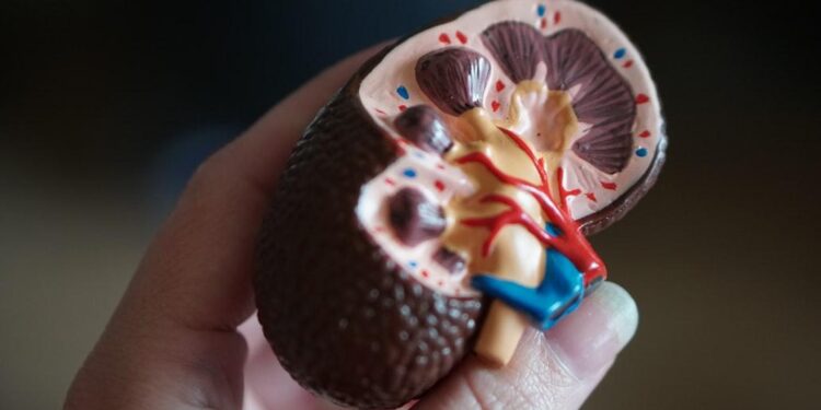 Acute Tubular Necrosis (ATN): Process, Symptoms, and Causes