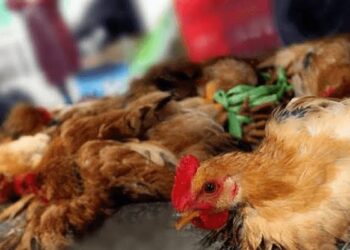 CDC Reports First Severe U.S. Bird Flu Case with New Mutations