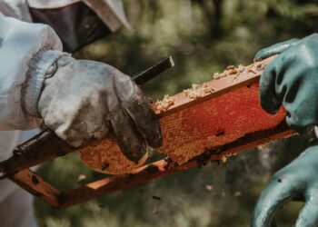 Arsenic Traces Found in Honey in United States 