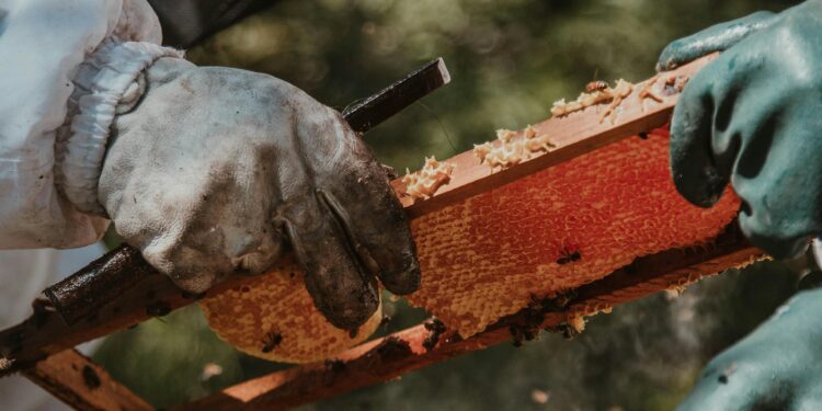 Arsenic Traces Found in Honey in United States