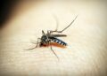 Dengue Fever Hits Record High in Central, South America
