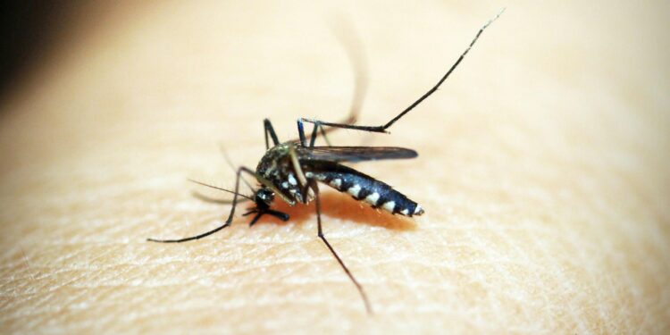 Dengue Fever Hits Record High in Central, South America